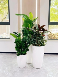 速看！宁波奉化盆景出租价格全解析